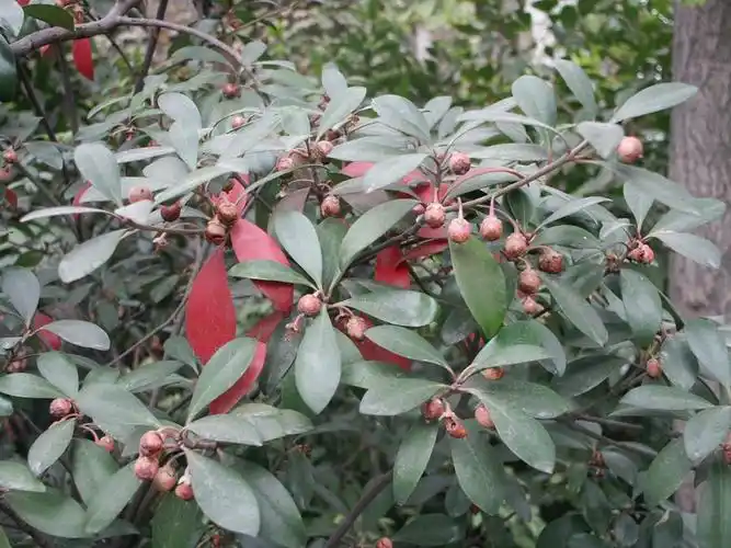 夏季绿地乡土观果树种厚皮香