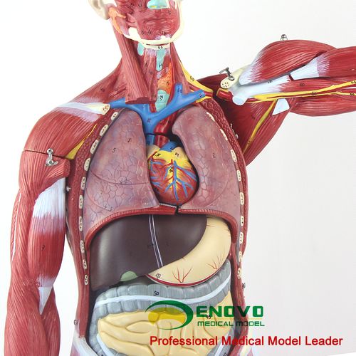 模型人体肌肉enovo颐诺全身内脏器官解剖教学仪器