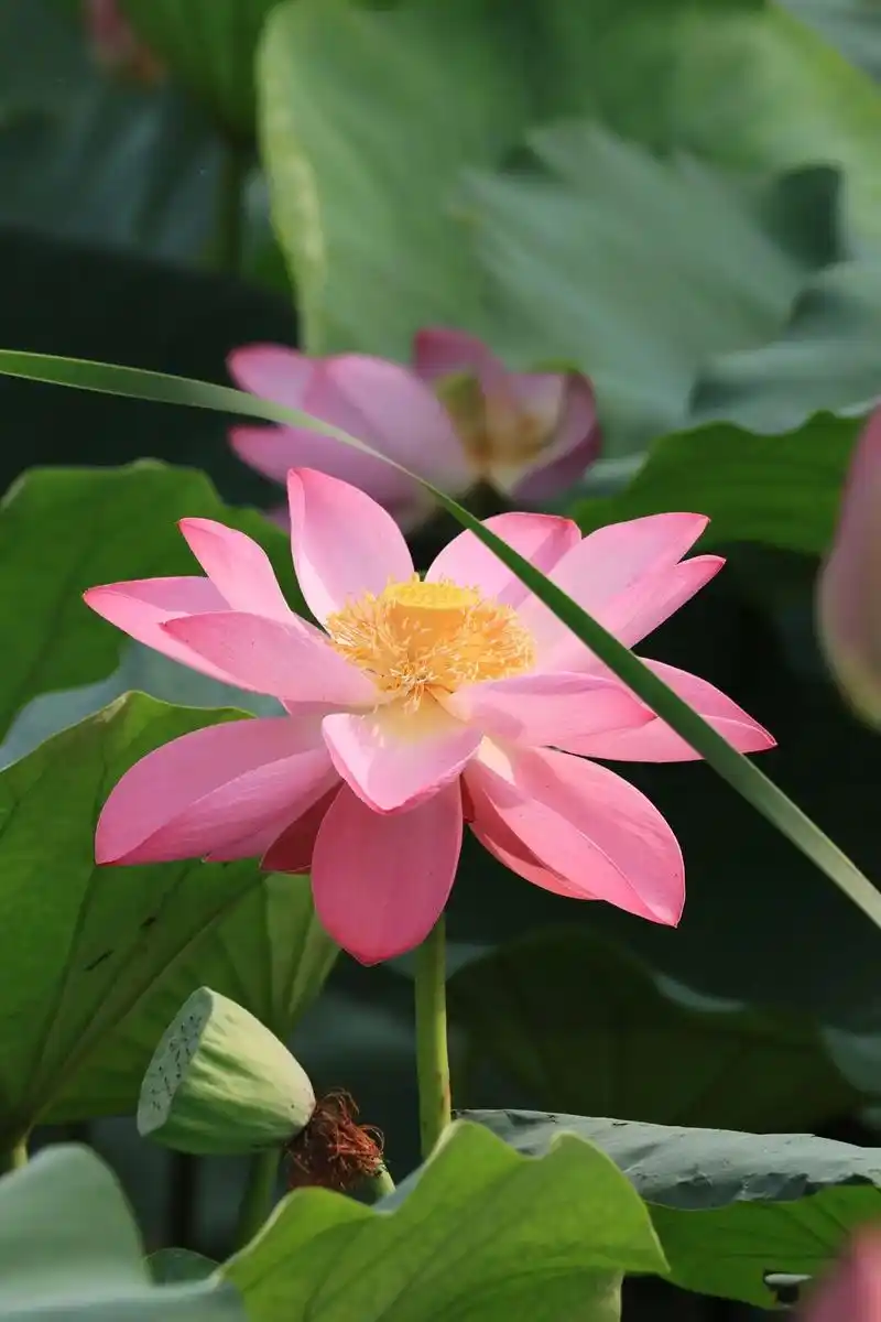 一年一度拍荷花.