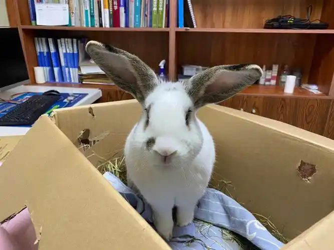 大耳朵兔兔92_兔子_宠物_宠物其他