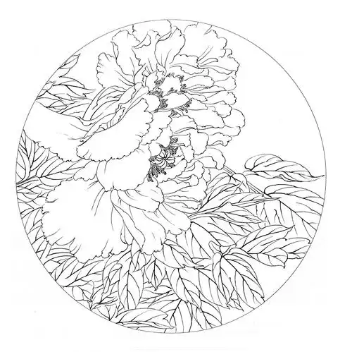 宁珍蕾牡丹白描