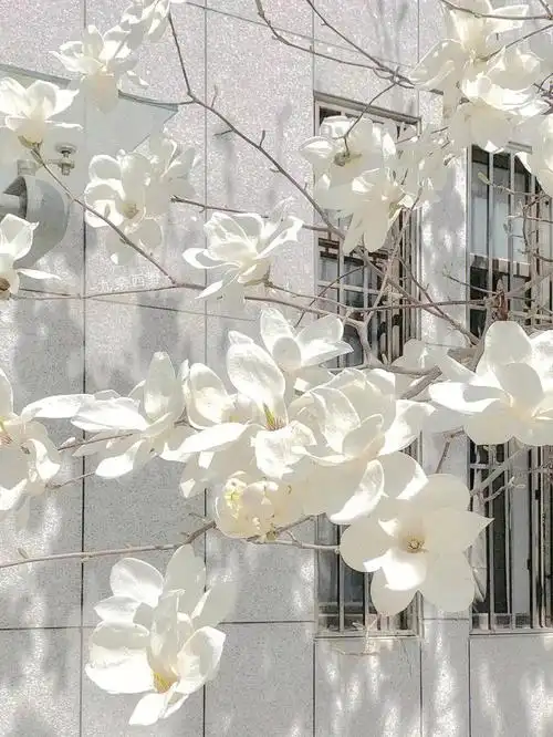 是看起来高冷感十足的壁纸鸭