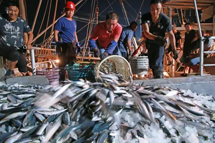 秋汛丰收季渔船满舱归