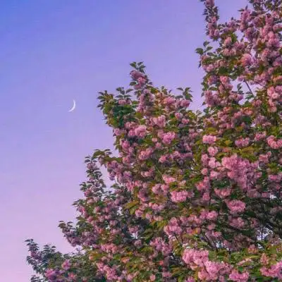 风景微信头像图片大全花真实花朵图片适合老人做微信头像