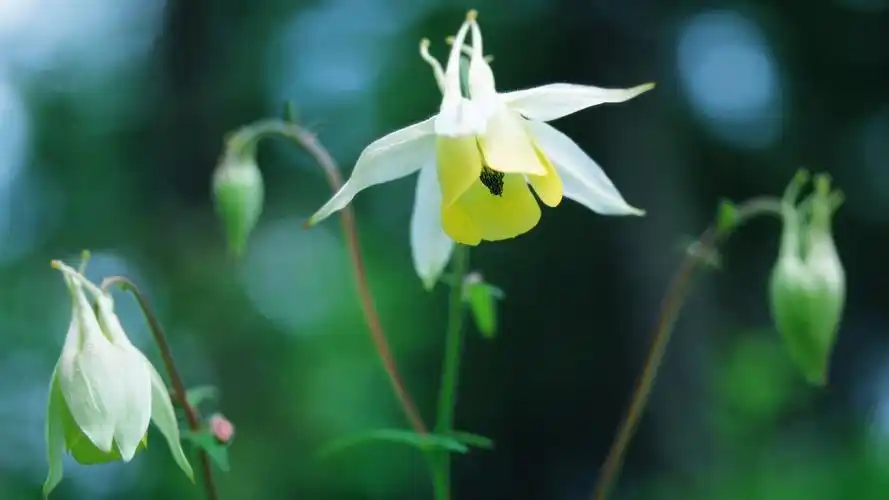 清新护眼的野外白色小花高清桌面壁纸下载