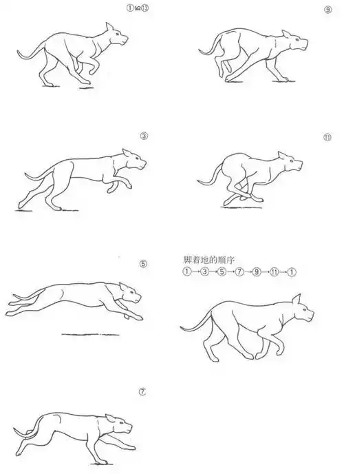 木浅夏summer从美丽的雨转采于2019-02-18 14:14:03大狗快跑动画木