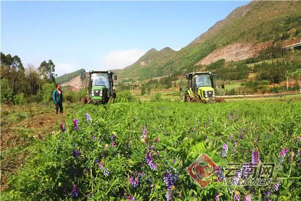 在云南省曲靖市罗平县九龙街道阿耶村生态水稻种植基地,成片的绿肥翠
