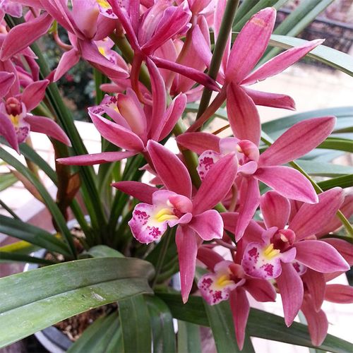 兰花花卉美人建兰四季花苗浓香兰花花室内卉好时令草本花卉