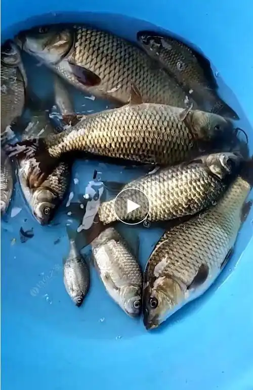 晨钓两小时,恶心的鲤鱼闹窝,钓鲫难!