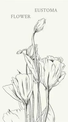 大花飞燕草简笔画