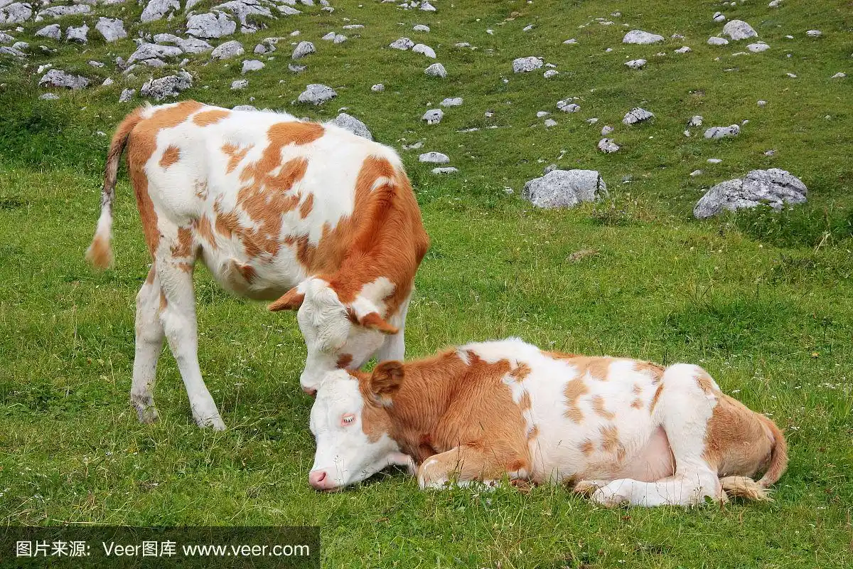两只可爱的小牛互相拥抱依偎着
