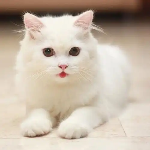 那么猫咪是靠吐舌头来卖萌吗?不 不不!它可能在和你透露这些事情.