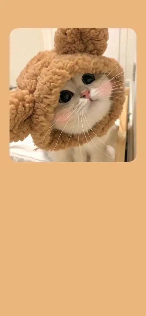 暖色可爱猫咪手机壁纸_手机壁纸_唯美其他手机壁纸_我要个性网