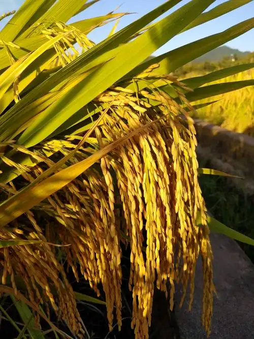 庙宇镇的稻子熟了