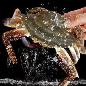 渔民小青蟹(约3-6只)小海蟹螃蟹鲜活海鲜野生水产(拍2斤包邮)三斤野生