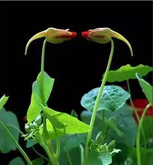 惊叹!世间罕见的夫妻花!