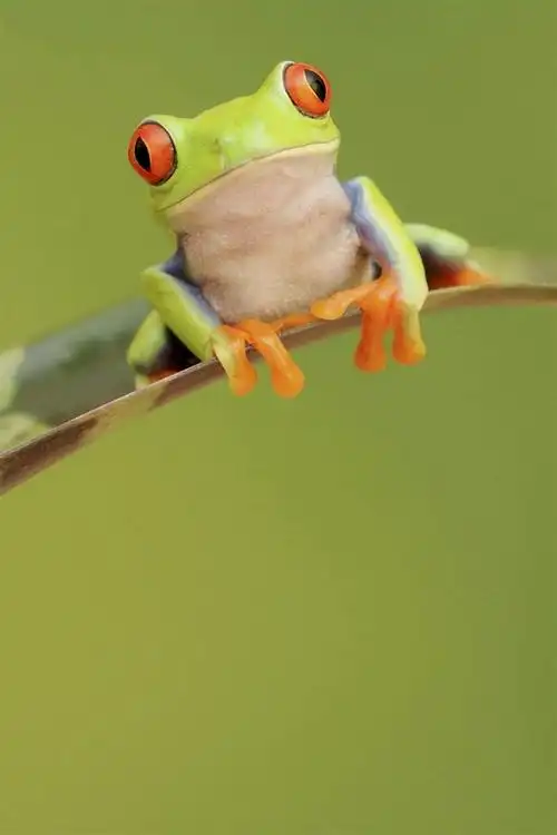 青蛙蛙蛙类爬行动物可爱蛙类可爱蛙类1280x1920像素