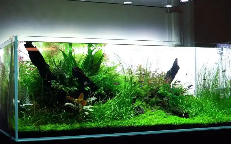 由水族造景大师 fabian beck 打造的令人难以置信的草缸!