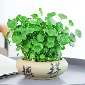 水培铜钱草植物带叶子金钱草室内招财绿植水养绿植盆栽四季好养殖