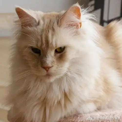 奶油色(乳色)和 凯米尔色缅因猫