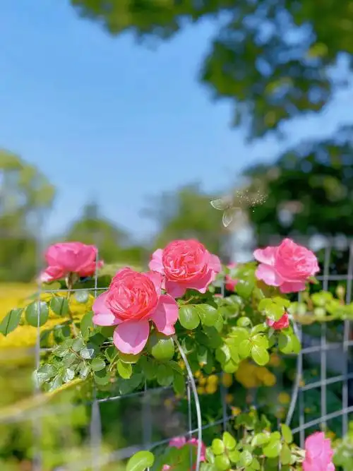 朋友圈晒鲜花配什么文字1 1种自己的花,爱自己的宇宙 2看的是花草
