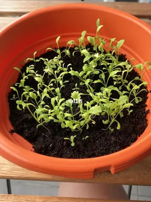 小雏菊种植6茁壮成长