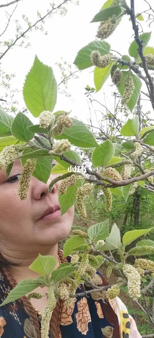 构树穗,构树穗美食