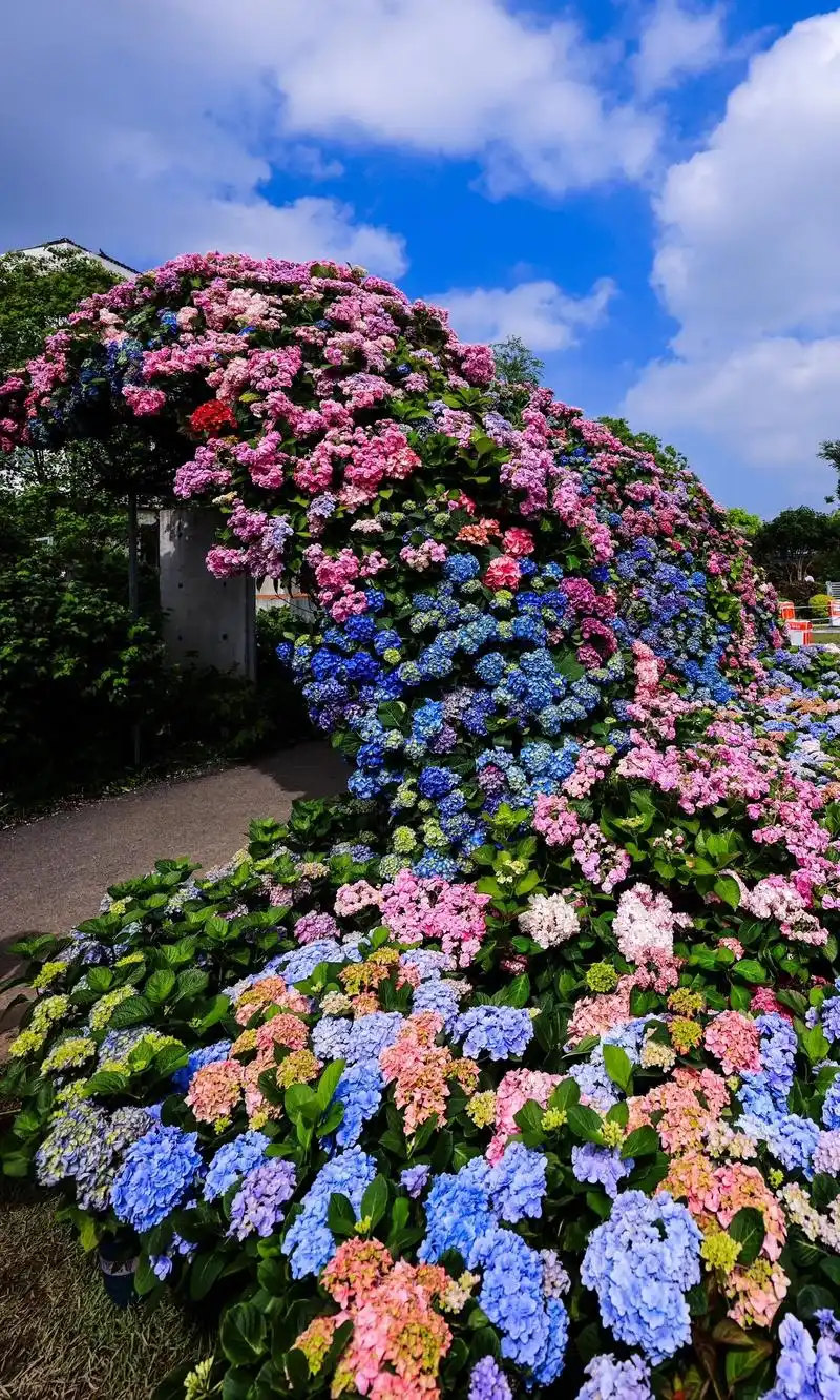 海宁虹越这片花海简直美呆了.#唯美意境 #花海 #蔷薇花 - 抖音