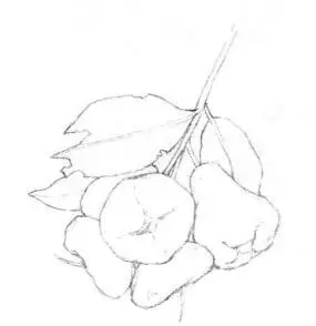 莲雾的素描画法步骤03,画线稿