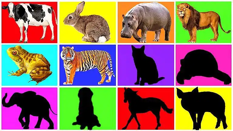 你能认出这是哪个动物的影子吗?益智早教动画,认识动物