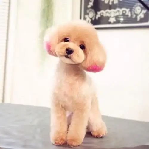 泰迪狗狗的日系美容图