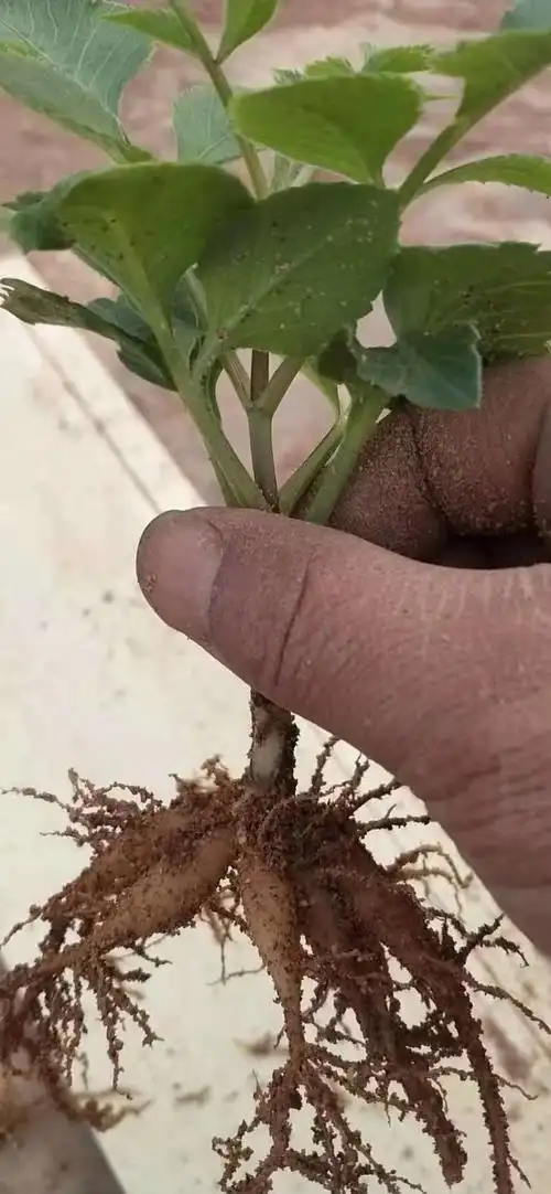 精选绿植大丽花花苗地瓜花苗带芽球根花卉庭院花带花重瓣盆栽植物花圃