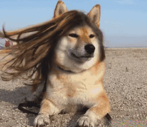 因为一不小心就会被吹成"海飞狮"在海边游玩的朋友也别呆太久但出海