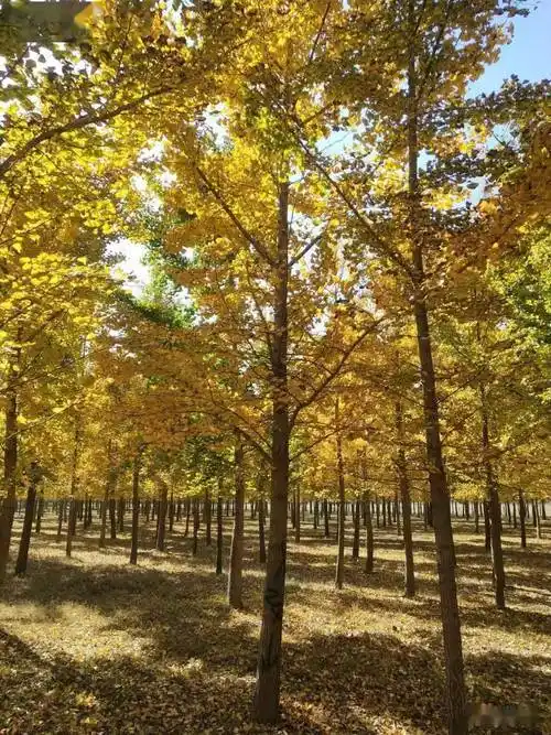 城市绿化中常用的44种行道树_树种_寿命长_行人