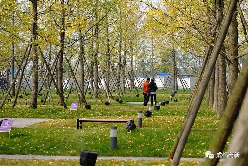 今年哪里的银杏最好看?2019银杏观赏地图上线→