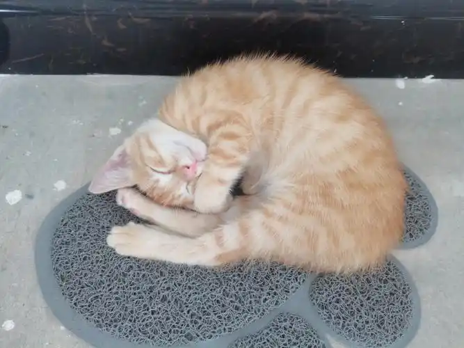 两个月的小橘猫