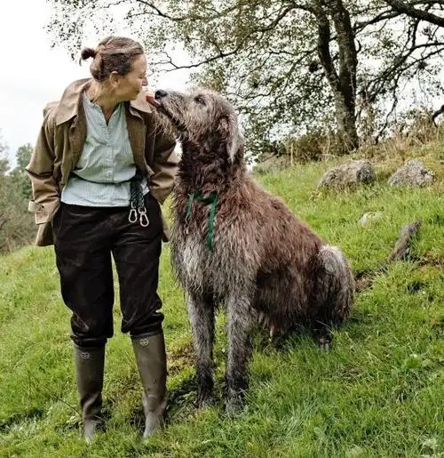 邻居家的巨型犬体重达70公斤该犬种国内很少见