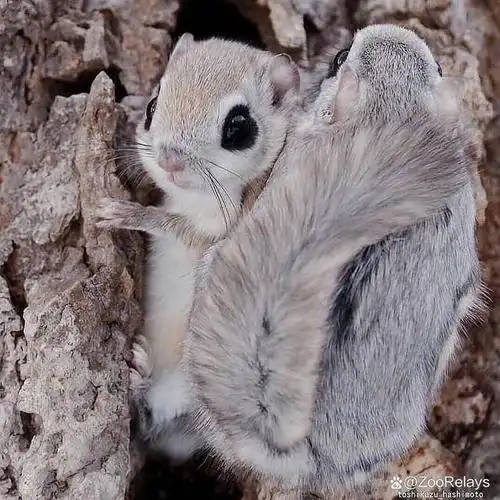 日本飞松鼠(japanese flying squirrel)是一种受到人们喜爱的小型哺乳
