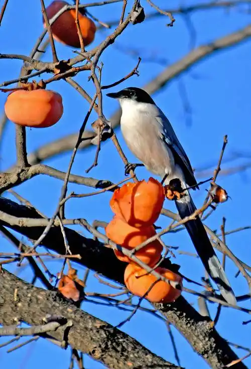 柿柿如意果熟鸟至(一)——喜鹊登枝_果实