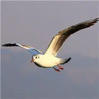 微信头像风景海鸽_微信头像图片大全