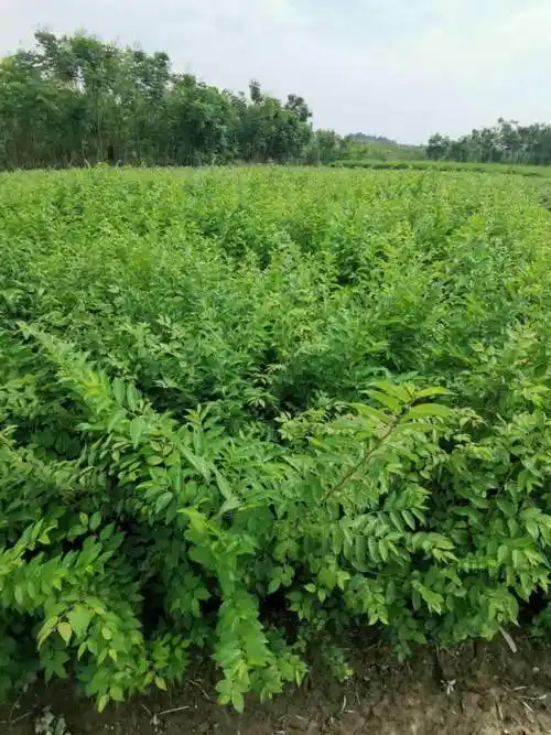 1公分朴树小苗哪里有 朴树小苗朴树苗基地