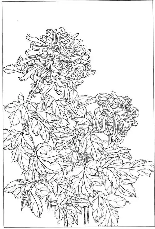 梅兰竹菊四君子国画线描素材高清81幅