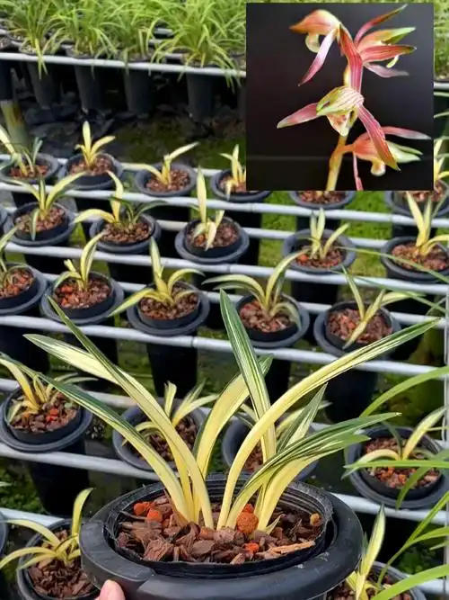 墨兰名贵兰花|黄金达摩中透