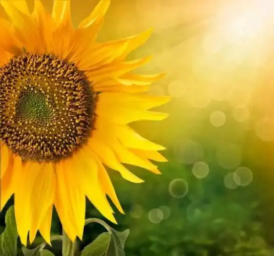 每天醒来,让每一天的开始都充满阳光,积极的去生活,为了自己成长的