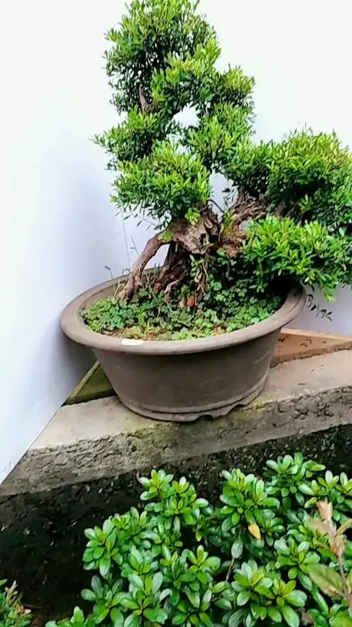 小叶赤楠盆景老桩