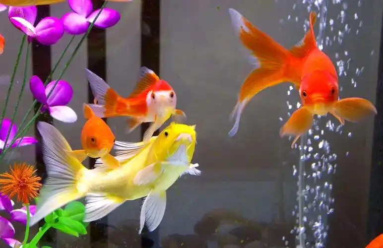 观赏小金鱼