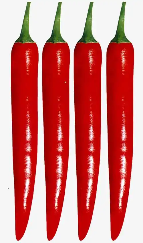 实物整齐红色辣椒