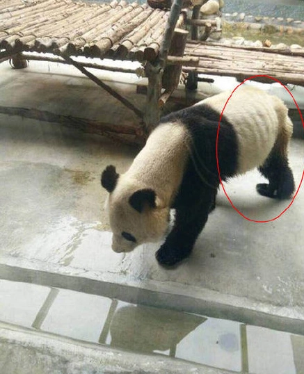 大熊猫瘦成皮包骨.png