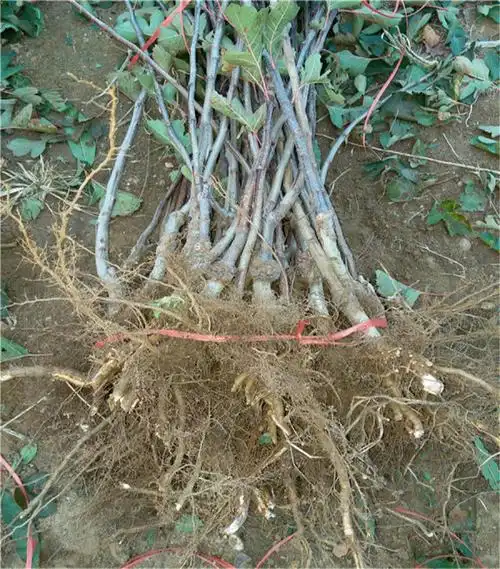 15公分山楂树,大山楂树哪有