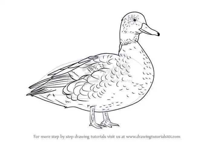 鸭子怎么画才好看鸭子绘画小教程